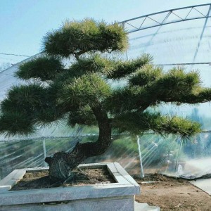 景观松基地修剪松树的工作内容有哪些？